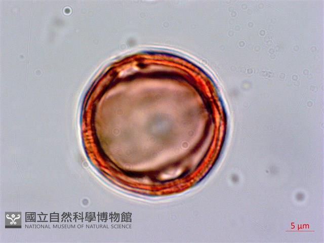 百金藏品圖，第1張