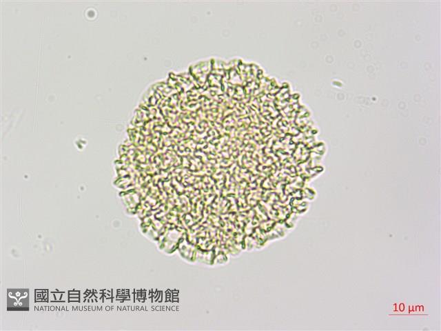 斑花青牛膽藏品圖，第1張
