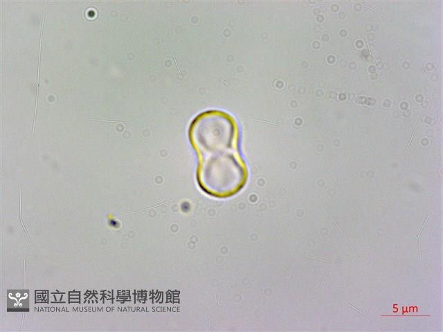 臺灣附地草藏品圖，第2張