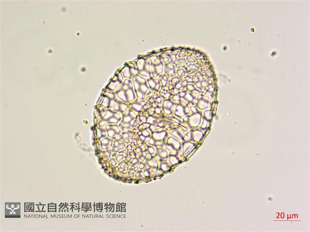 鐵砲百合藏品圖，第1張