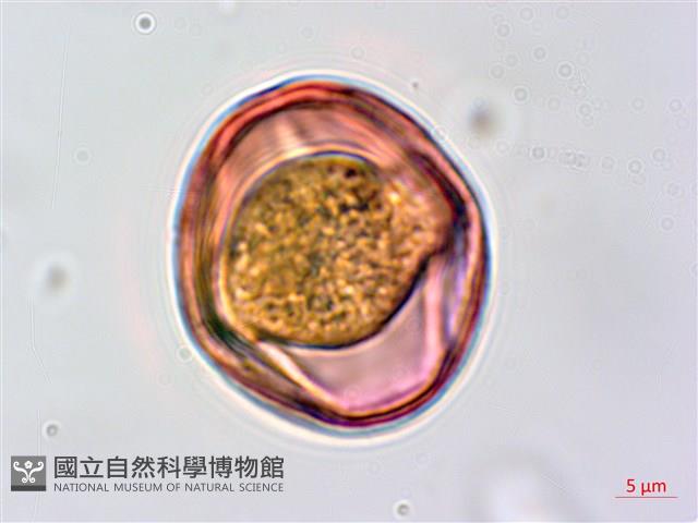 穗花木藍藏品圖，第2張