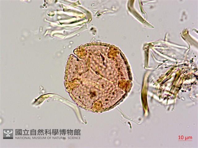 青脆枝藏品圖，第2張