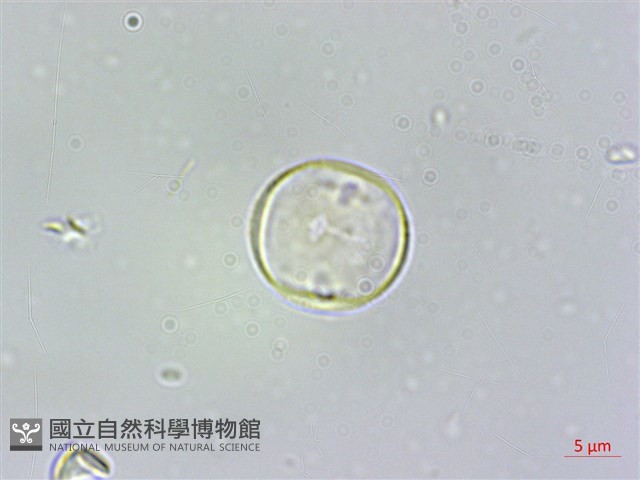 蘭嶼樹蘭藏品圖，第2張