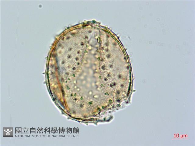 追分忍冬藏品圖，第1張