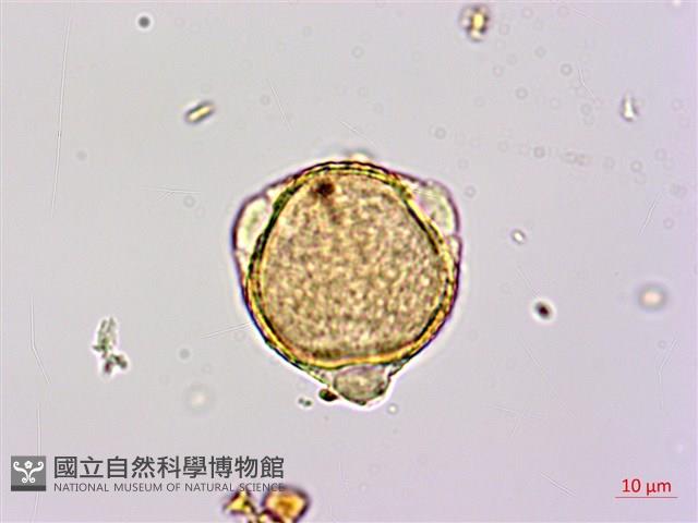 扁擔木藏品圖，第1張