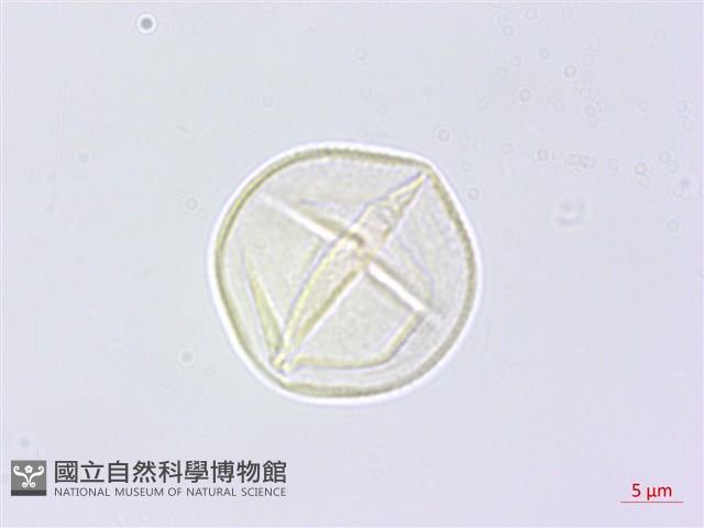 黃野百合藏品圖，第2張