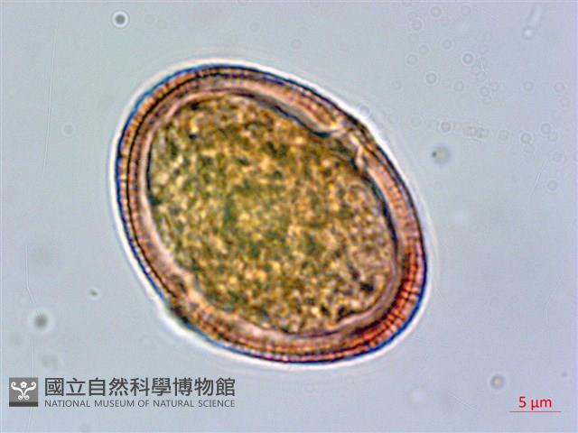 繩黃麻藏品圖，第1張