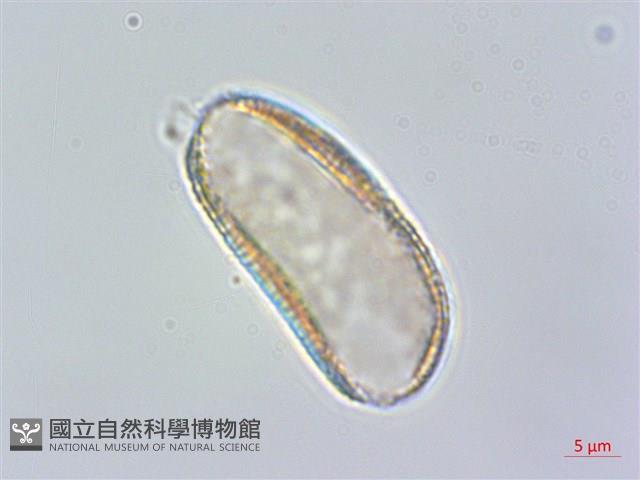 臺灣藜蘆藏品圖，第1張