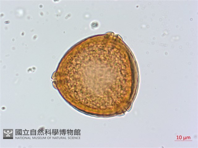 臺灣胡頹子藏品圖，第1張