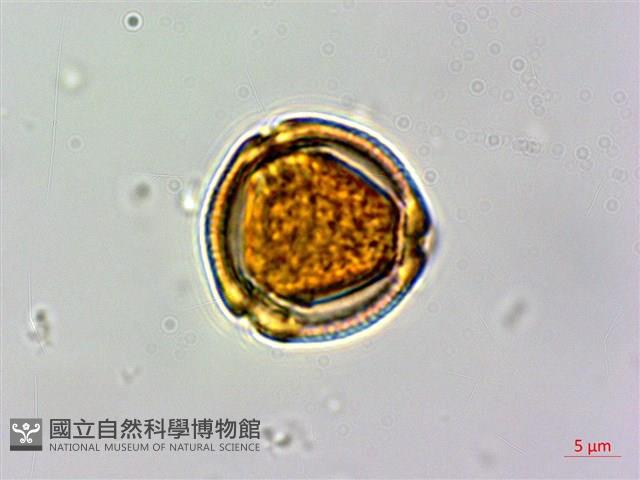 石苓舅藏品圖，第1張