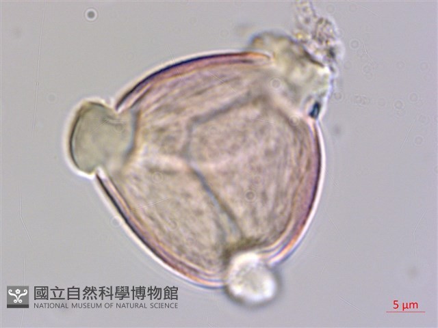 皺葉煙草藏品圖，第1張
