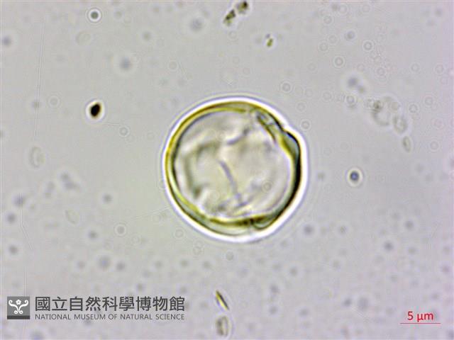 四國珍珠菜藏品圖，第1張