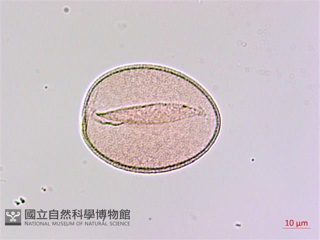 山寶鐸花藏品圖，第1張