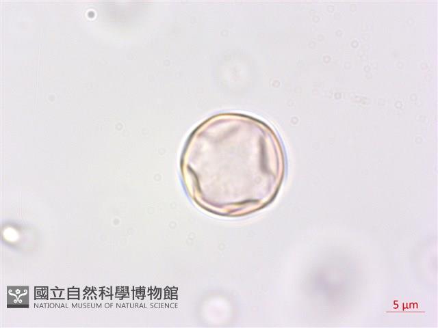 凹葉柃木、濱柃木、翠米茶藏品圖，第1張