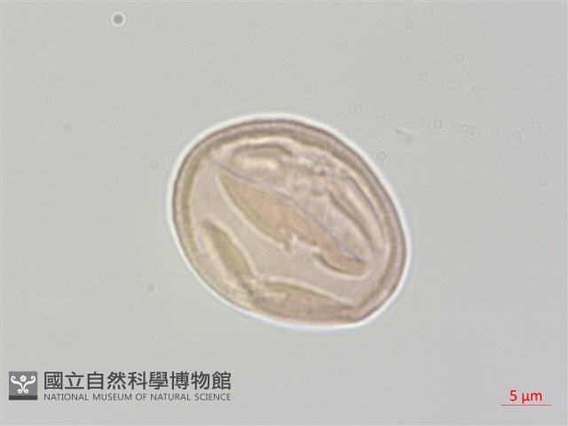 登錄號:S048507藏品圖，第1張