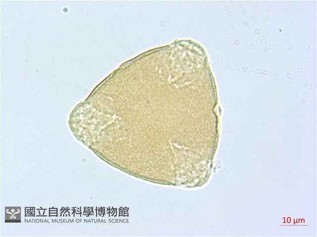 細葉木藍藏品圖，第1張