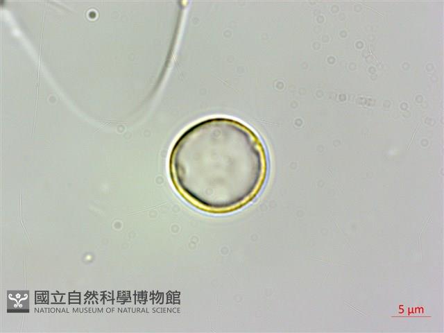 糯米團藏品圖，第1張