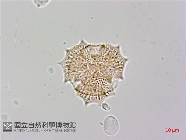 登錄號:S148317藏品圖，第1張