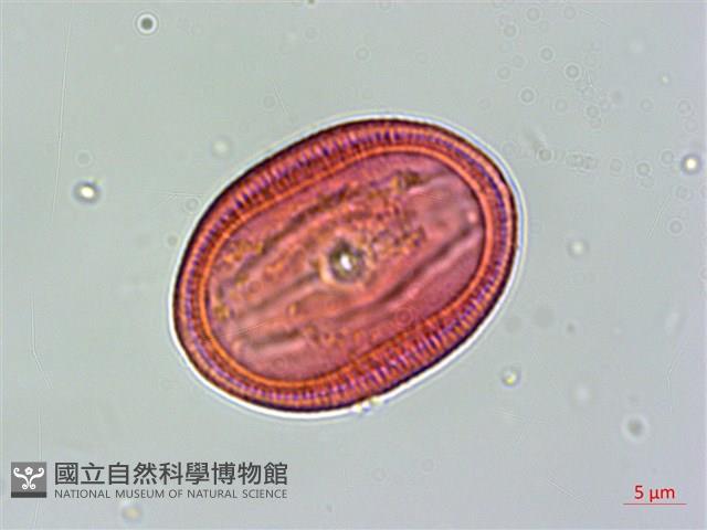 明萼草藏品圖，第1張