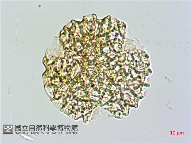 披針葉茉莉花藏品圖，第1張