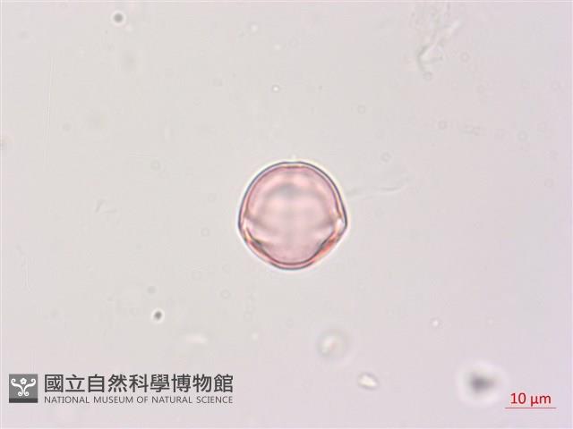 印度茄、南天茄藏品圖，第1張