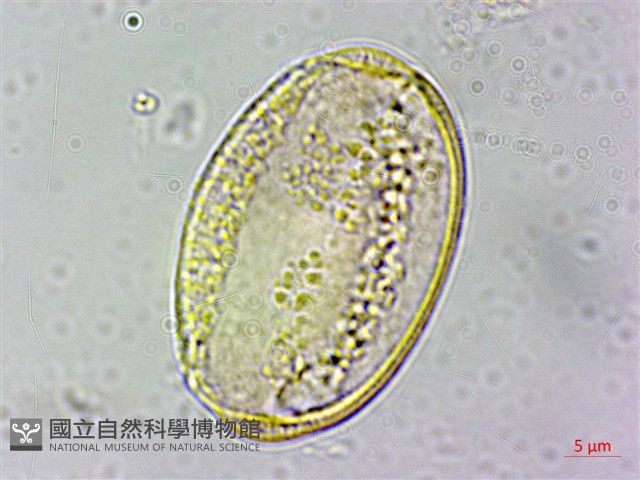 蔓烏頭藏品圖，第2張