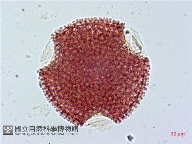 單花牻牛兒苗藏品圖，第1張