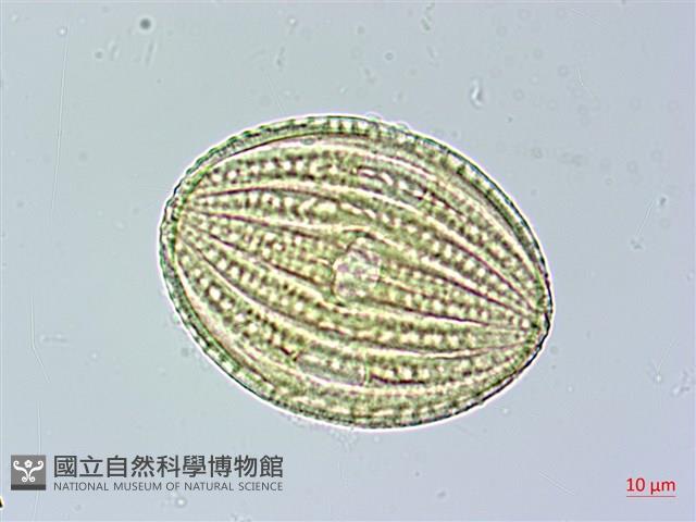 長穗馬藍藏品圖，第2張