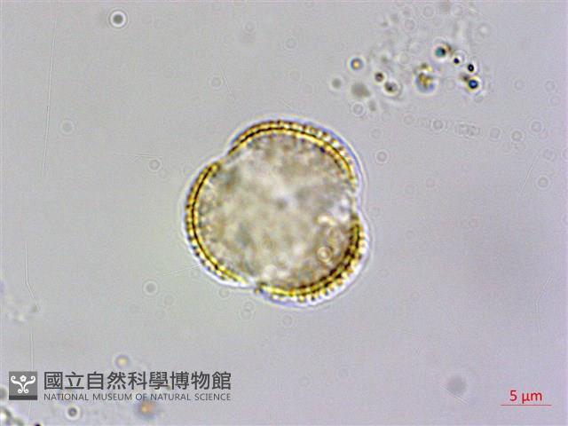 山芥菜藏品圖，第2張