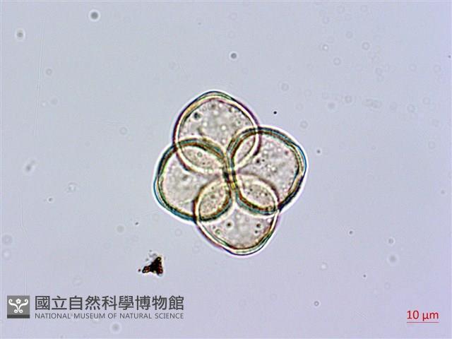 砲彈樹藏品圖，第1張