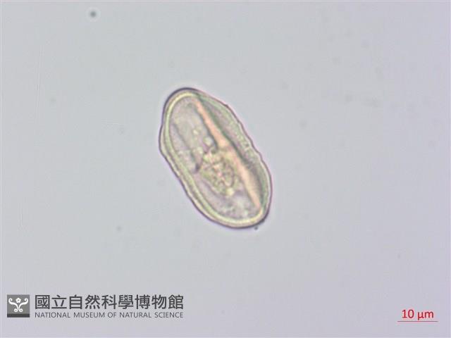 柺芹藏品圖，第1張