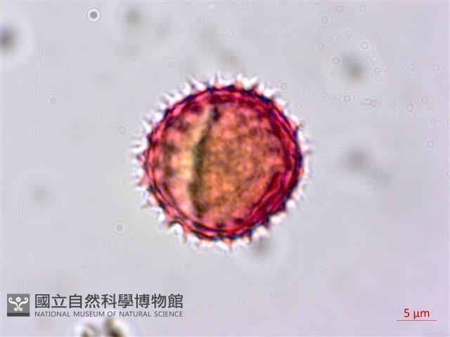 玉山飛蓬藏品圖，第2張