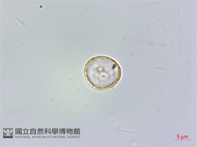 樓梯草藏品圖，第1張