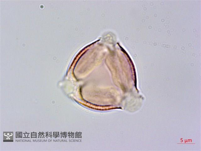 高梁泡藏品圖，第1張