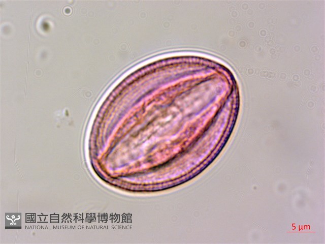 合子草藏品圖，第2張