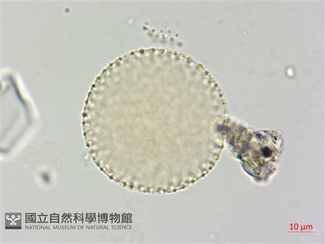 登錄號:S109577藏品圖，第1張