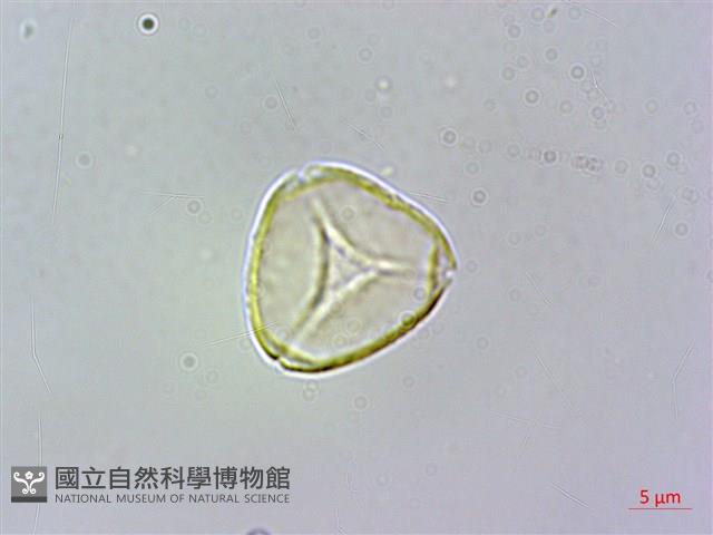 大花赤楠藏品圖，第1張