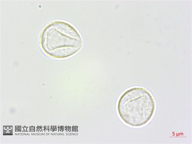 青苧麻藏品圖，第1張