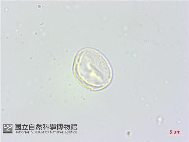 東北苧麻藏品圖，第1張