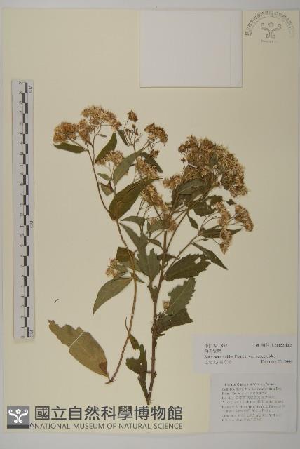 狗舌紫菀藏品圖，第1張