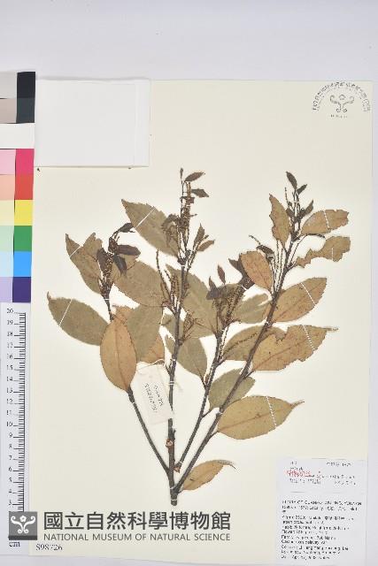 元江栲藏品圖，第1張