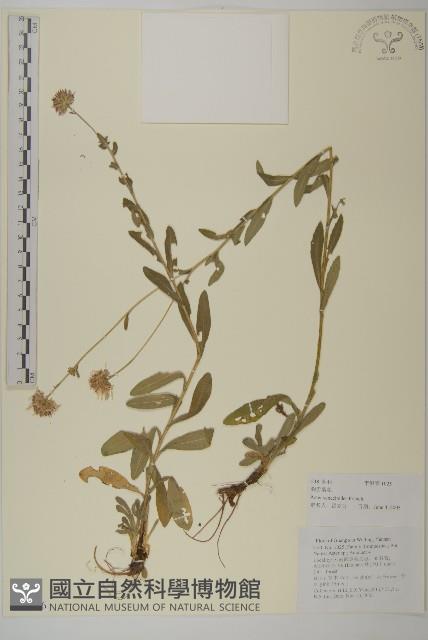 狗舌紫菀藏品圖，第1張