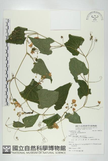 青牛膽藏品圖，第1張