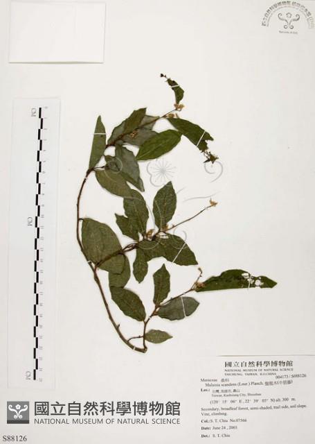 盤龍木、牛筋藤藏品圖，第1張