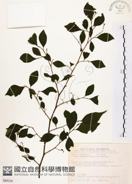 烏皮九芎、奮起湖野茉莉藏品圖，第1張