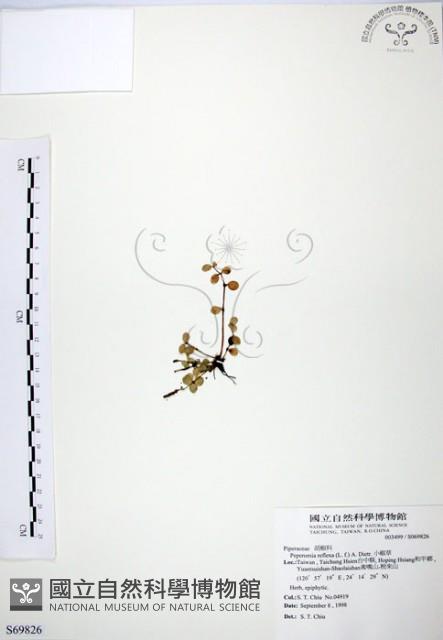 小椒草藏品圖，第1張