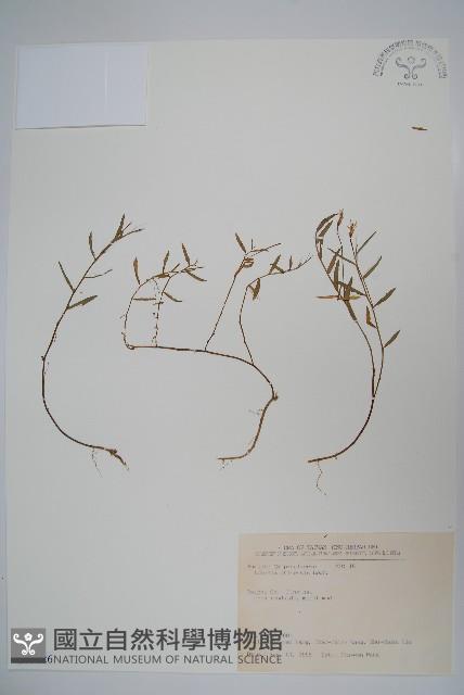 半邊蓮、鐮磨仔草藏品圖，第1張