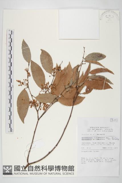 登錄號:S058826藏品圖，第1張