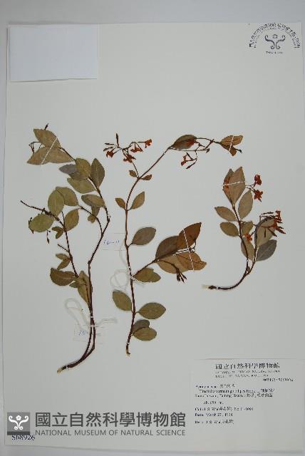 細梗絡石藏品圖，第1張