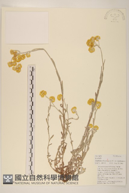 秋鼠麴草藏品圖，第1張